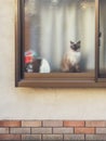 Cat behind window Royalty Free Stock Photo