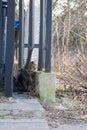 Cat behing a fence