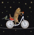 Cat rides bike on tightrope at night