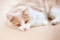 Cat on a beige background Royalty Free Stock Photo