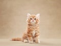 Cat on a beige canvas background Royalty Free Stock Photo