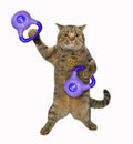 Cat beige lifts blue kettlebells