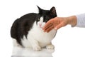 Cat being caressed Royalty Free Stock Photo