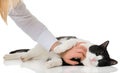 Cat being caressed Royalty Free Stock Photo