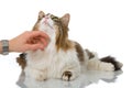 Cat being caressed Royalty Free Stock Photo