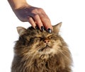 A cat is being petted by a person Royalty Free Stock Photo