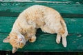 Cat on a bench Royalty Free Stock Photo