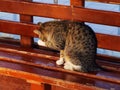 Cat on a bench cleans itself Royalty Free Stock Photo