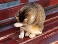 Cat on a bench cleans itself Royalty Free Stock Photo