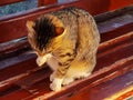Cat on a bench cleans itself Royalty Free Stock Photo