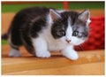 Cat on the bench Royalty Free Stock Photo