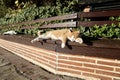 Cat bench sun Royalty Free Stock Photo