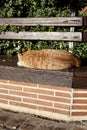 Cat bench sun Royalty Free Stock Photo
