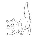 The cat bends its front legs and turns to look behind. pencil drawings for coloring.