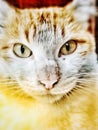 Cat The best human pet With a very cute face looking at the camera Royalty Free Stock Photo