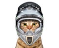 Cat in a bicycle helmet Royalty Free Stock Photo