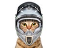 Cat in a bicycle helmet