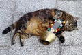 A cat with a big cowbell. A collar with a bell for a cat