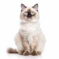 Beige Longhaired Birman Cat With Blue Eyes On White Background Royalty Free Stock Photo