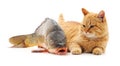 Cat and big fish. Royalty Free Stock Photo