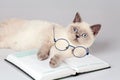 Cat with big glasses lying on the book Royalty Free Stock Photo