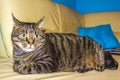 Cat with big green eyes sits on white couch sofa Royalty Free Stock Photo