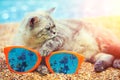 Cat with big sunglasses relaxing on the beach Royalty Free Stock Photo