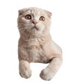 Cat with big surprised eyes on white background. Crazy cat. Scottish fold kitten