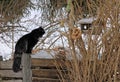 A cat on bird's hunt