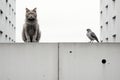 a cat and a bird are standing on a ledge Royalty Free Stock Photo