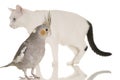 Cat and Bird Story Royalty Free Stock Photo
