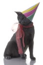 Cat with birday hat and ribbon