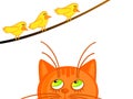 Cat and birdies