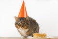 Cat birthday cake. cat in a festive hat. Royalty Free Stock Photo