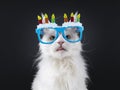 Cat with birthday glasses on black background