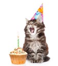 Cat in birthday hat blows out the candles on the cake. isolated on white Royalty Free Stock Photo