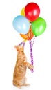 Cat in birthday hat holding balloons. isolated on white background Royalty Free Stock Photo