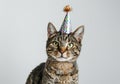 Cat with birthday hat on white background. Beautiful cat with party hat. Royalty Free Stock Photo