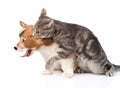 Cat bites dog Isolated on white background