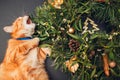 Cat biting Christmas and New Year wreath made of fir, pine, mistletoe branches, cones decorated with golden ornaments Royalty Free Stock Photo