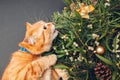 Cat biting Christmas and New Year wreath made of fir, pine, mistletoe branches, cones decorated with golden ornaments Royalty Free Stock Photo