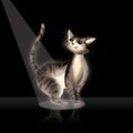 Cat on black background Royalty Free Stock Photo