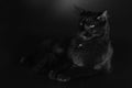 Cat in shadows on black background posing in studio Royalty Free Stock Photo