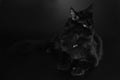 Cat in shadows on black background posing in studio Royalty Free Stock Photo