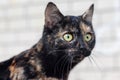 A cat with black and brown fur with an attentive intent gaze Royalty Free Stock Photo