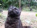 a cat with black fur was sitting looking up ahead with wide yellow eyes