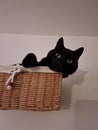 Cat in black Gizi Royalty Free Stock Photo