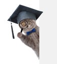 Cat with black graduation cap looks thru a magnifying lens. Isolated on white background Royalty Free Stock Photo