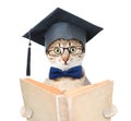 Cat with black graduation hat reading a book. isolated on white background Royalty Free Stock Photo