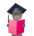 Cat with black graduation hat reading a book. isolated on white background Royalty Free Stock Photo